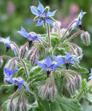 Borage Starflower Seeds