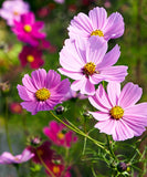 Cosmos Sensation Seeds