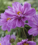 Cosmos Fizzy Pink Seeds