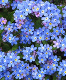 Forget-Me-Not Seeds