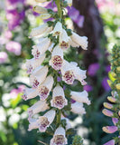 Foxglove Dalmation White Seeds