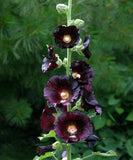 Hollyhock Nigra