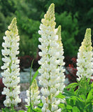 Lupin Noble Maiden Seeds