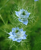 Nigella Miss Jekyll Seeds