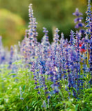 Salvia Victoria Seeds