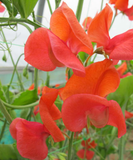 Sweet Pea Seeds Prince of Orange