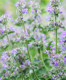 Catmint Catnip Seeds